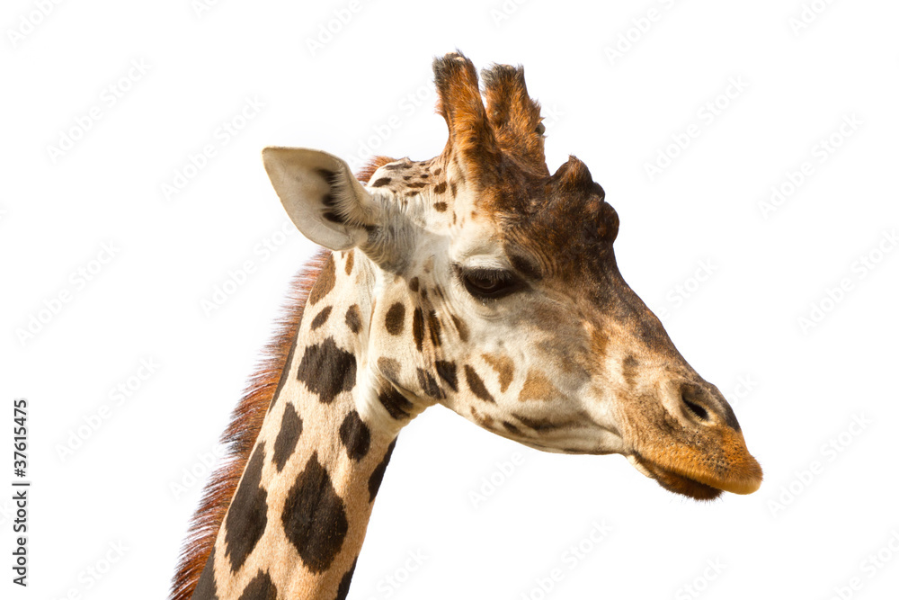 Giraffe portrait Giraffe portrait