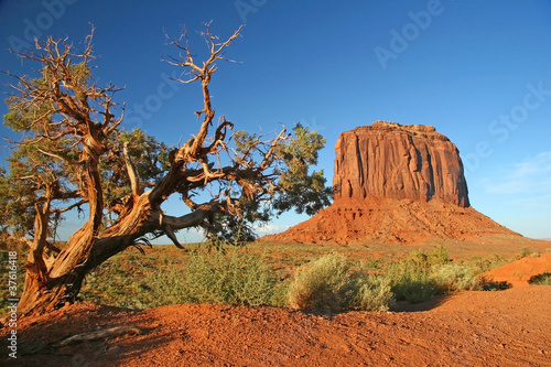 Juniper Tree - Monument Valley, Arizona