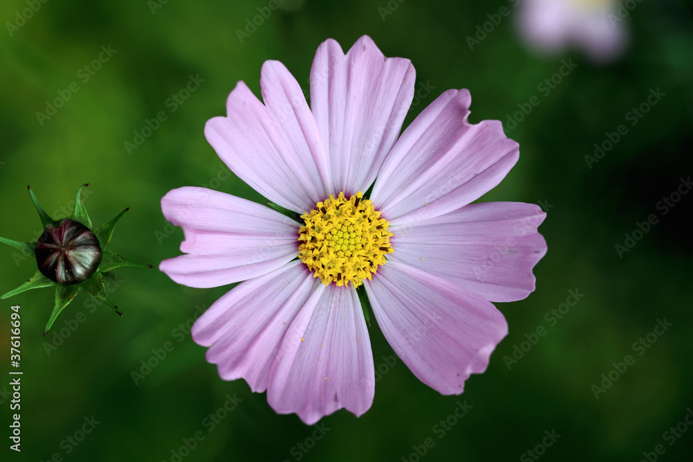 Pink cosmos flower Pink cosmos flower