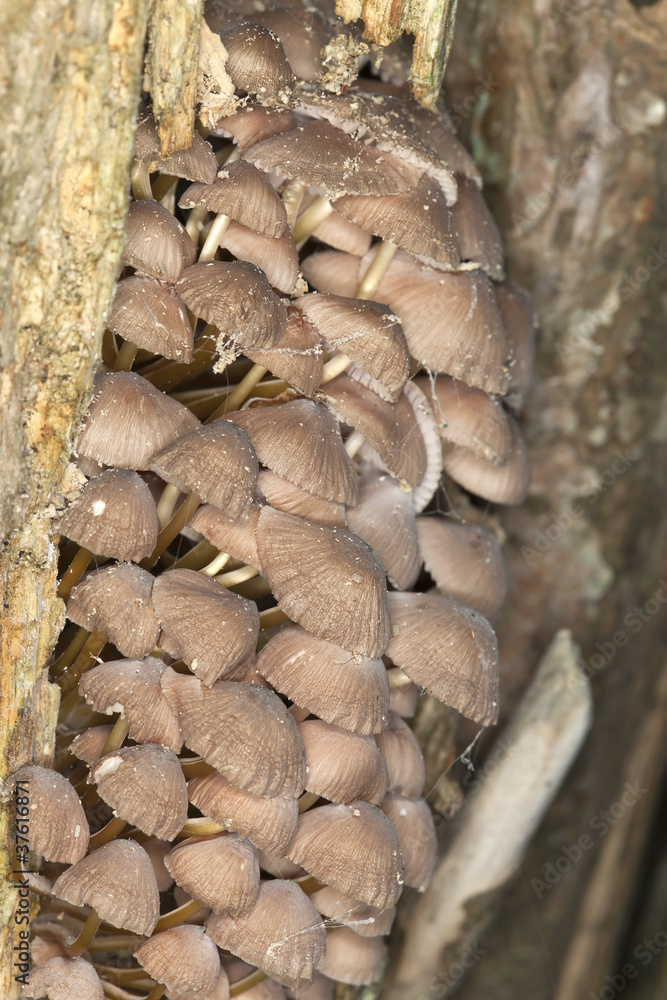 Mushroom on wood, macro photo