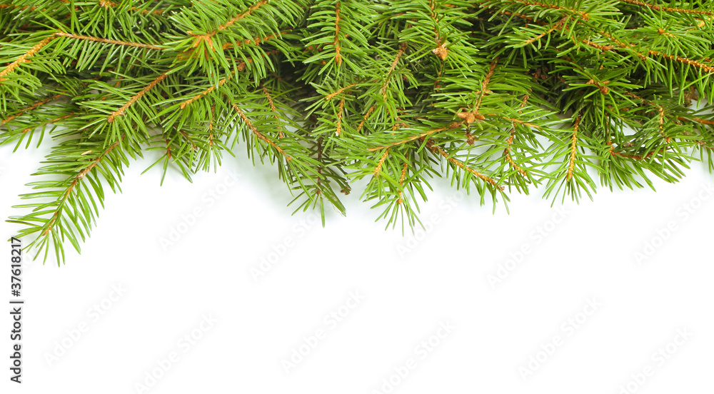 Obraz premium Fir branch