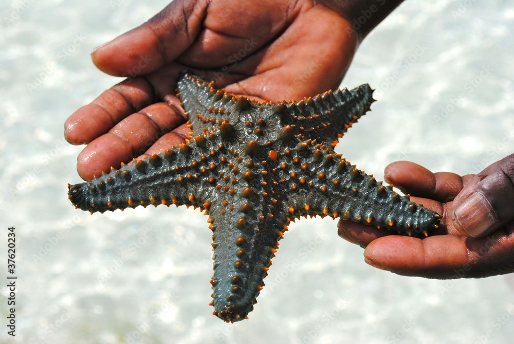 Starfish in Zanzibar - Stella marina a Zanzibar - obrazy, fototapety, plakaty 