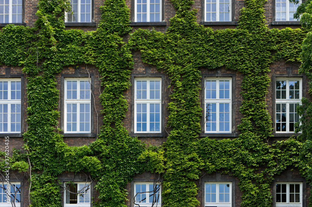 Windows Windows