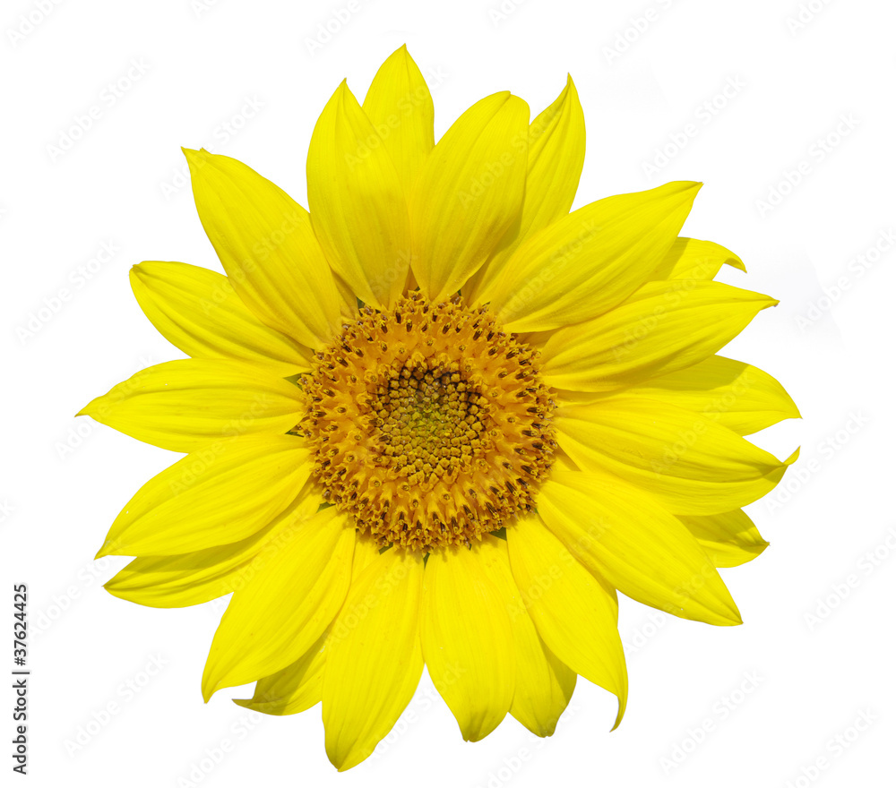 Fototapeta premium sunflower