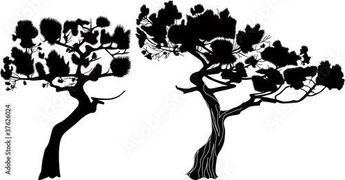 Trees a fur-tree a pine it is isolated