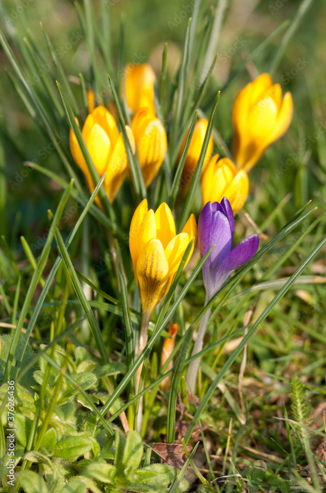 Closed yellow purple crocus in grass Closed yellow purple crocus in grass