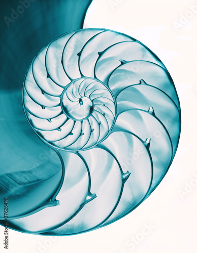 Nautilus shell interior on white, isolated with clipping path