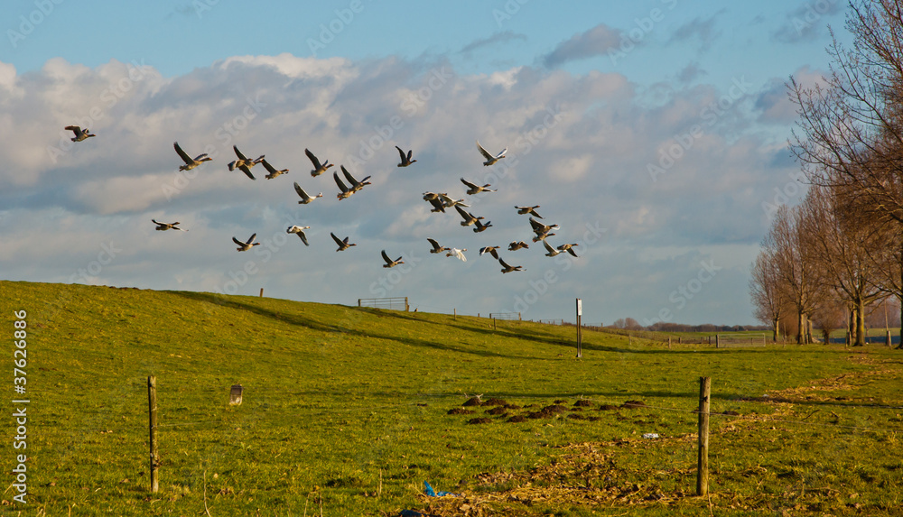 Obraz premium Geese flying away from a Dutch dike