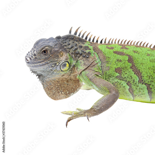 Iguana portrait isolated on white background