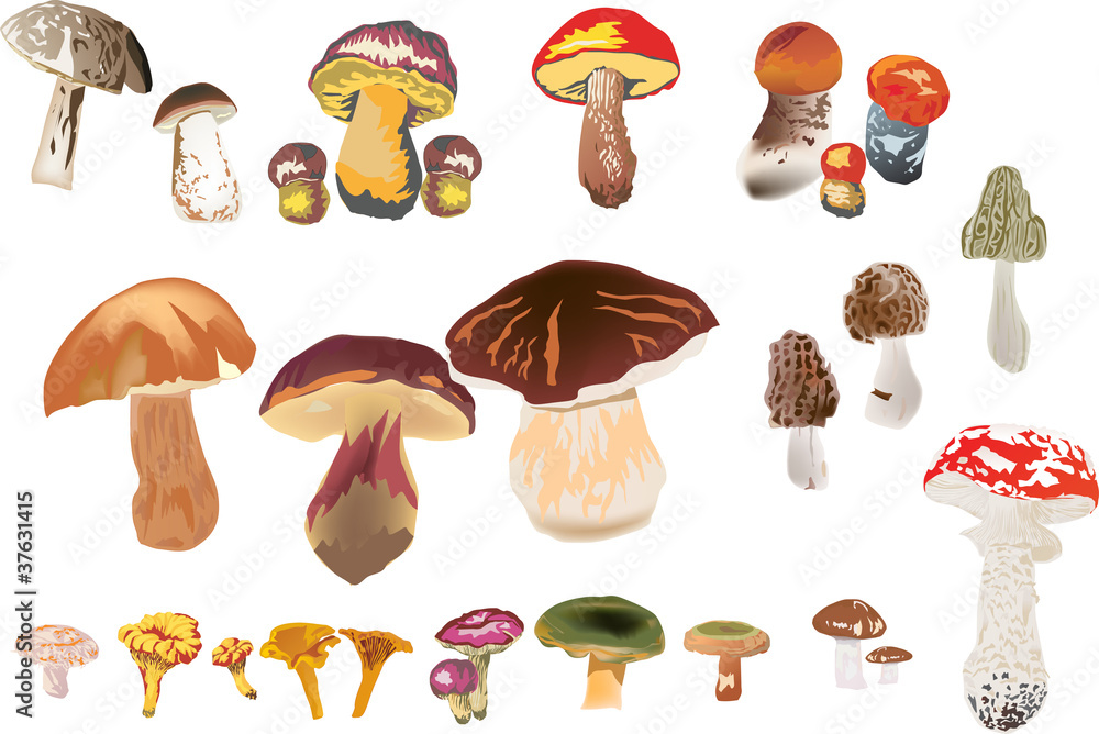 set of isolated color mushrooms set of isolated color mushrooms