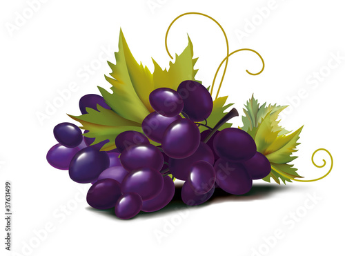 grapes violet