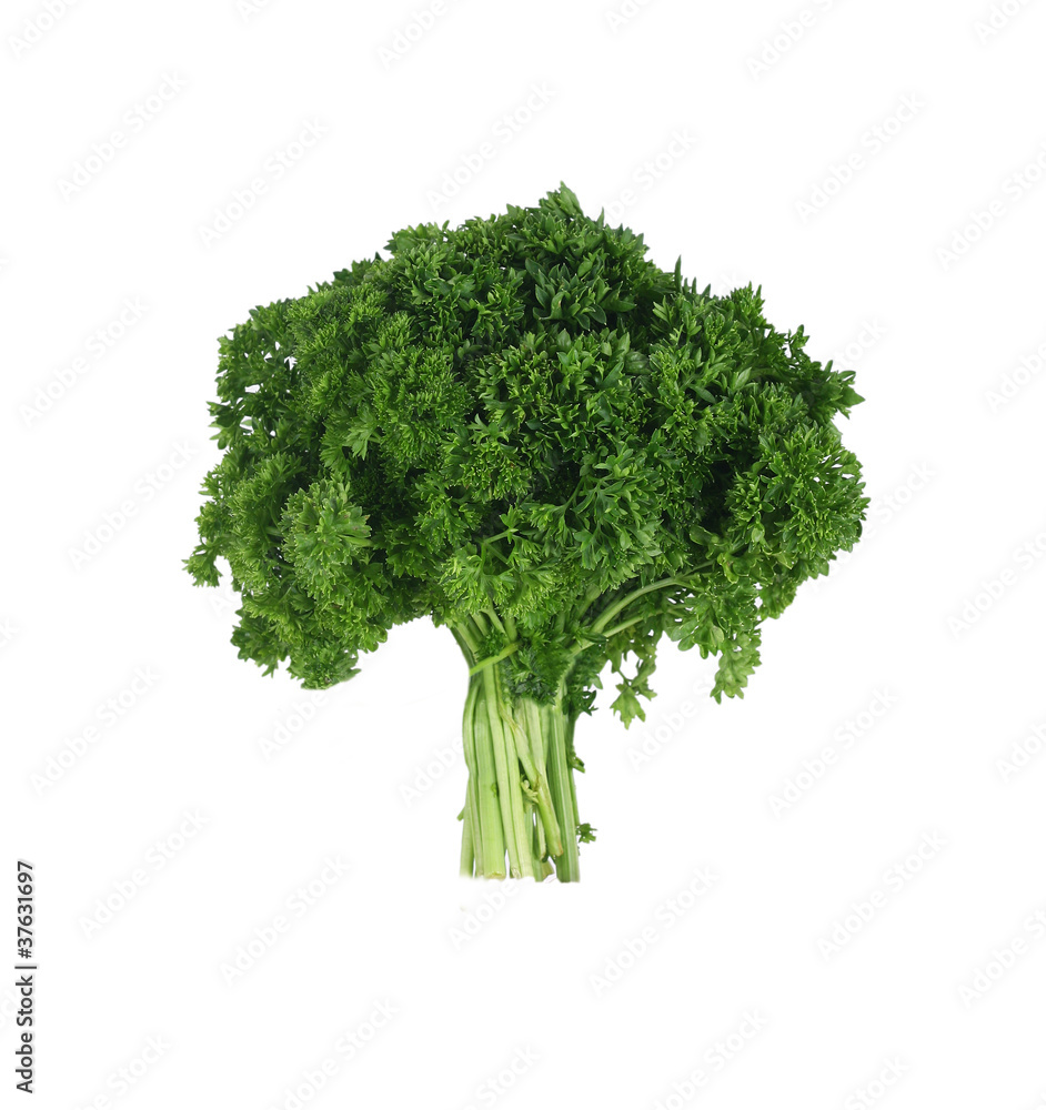 Fresh parsley bouquet on pure white background Fresh parsley bouquet on pure white background