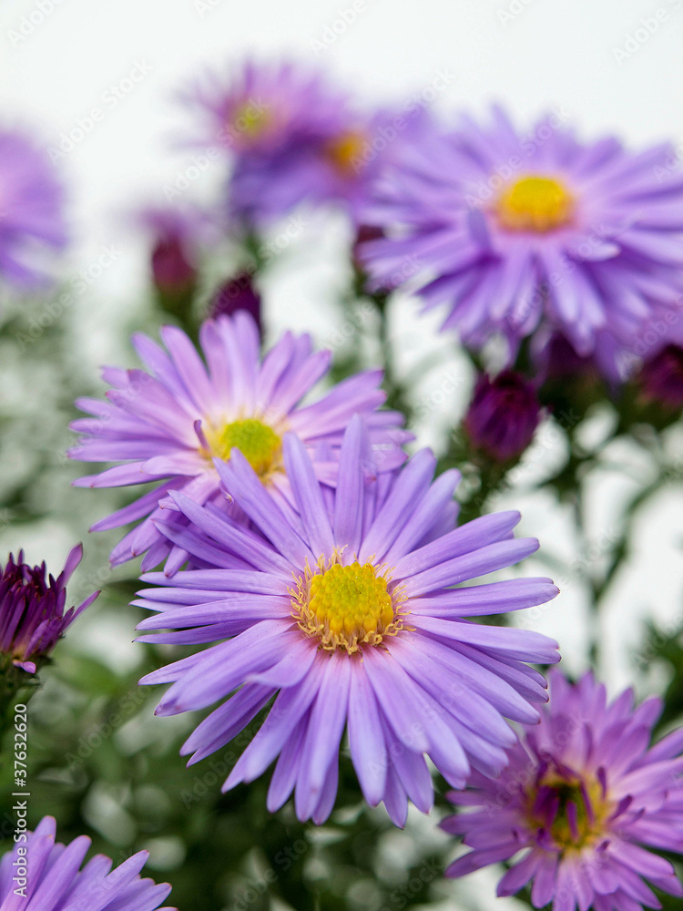 Aster flowers Aster flowers