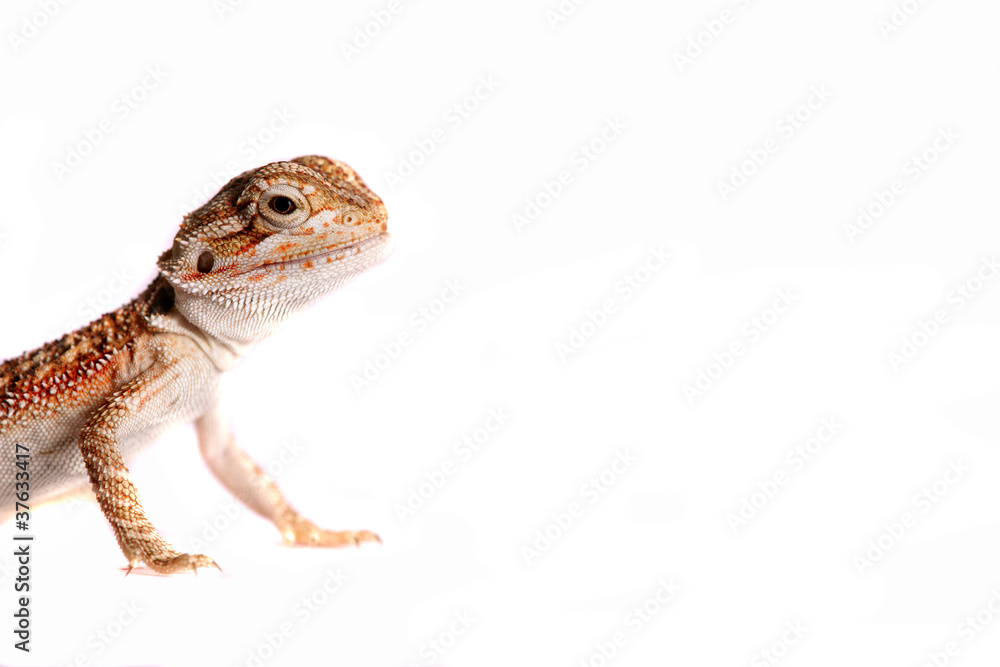 Fototapeta premium Bartagame agame Echse Lizzard Reptil pogoma viticeps