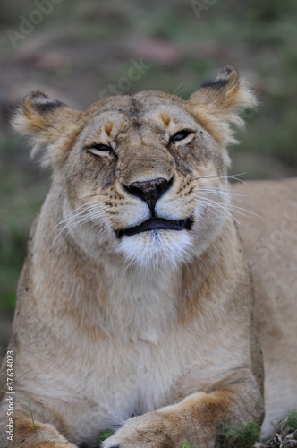 Fototapeta Naklejka Na Ścianę i Meble -  Portrait of lioness