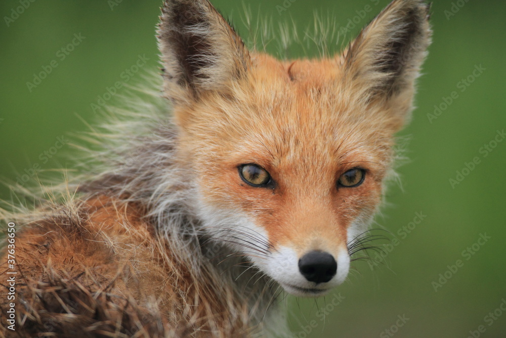 Fototapeta premium キタキツネ