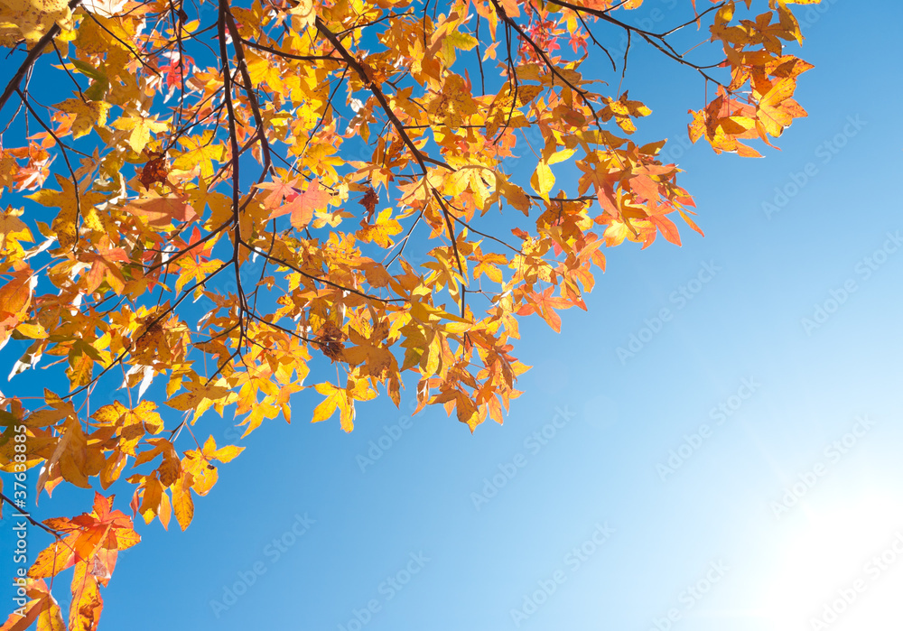 autumn leaves autumn leaves