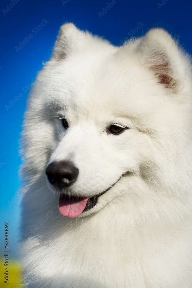 Beautiful samoyed dog Beautiful samoyed dog