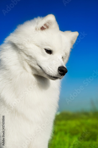 Beautiful samoyed dog