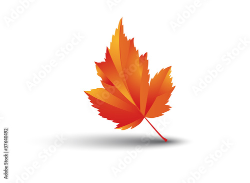 illustration feuille de platane à l'automne