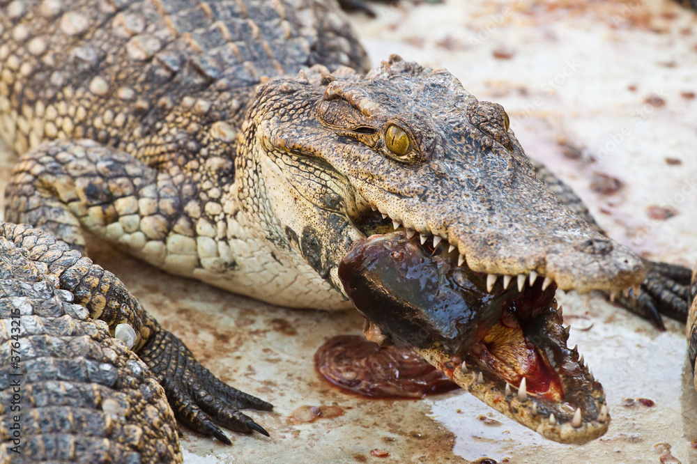 Obraz premium Lunch with Crocodile