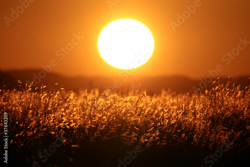 草原の夕日