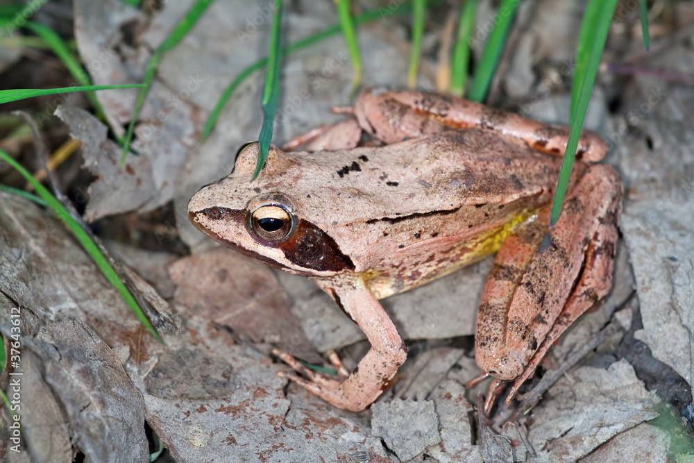 Rana dalmatina Rana dalmatina