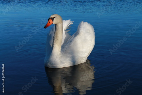 Fotografie CIGNO