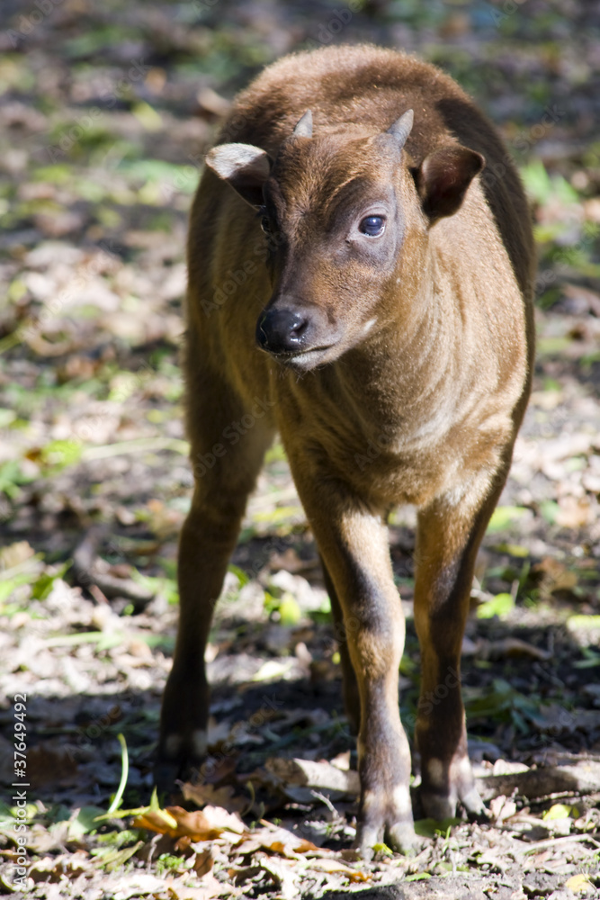 Fototapeta premium Young lowland anoa (Bubalus depressicornis)