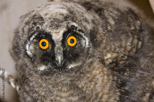 Young long-eared owl (Asio otus) © belizar