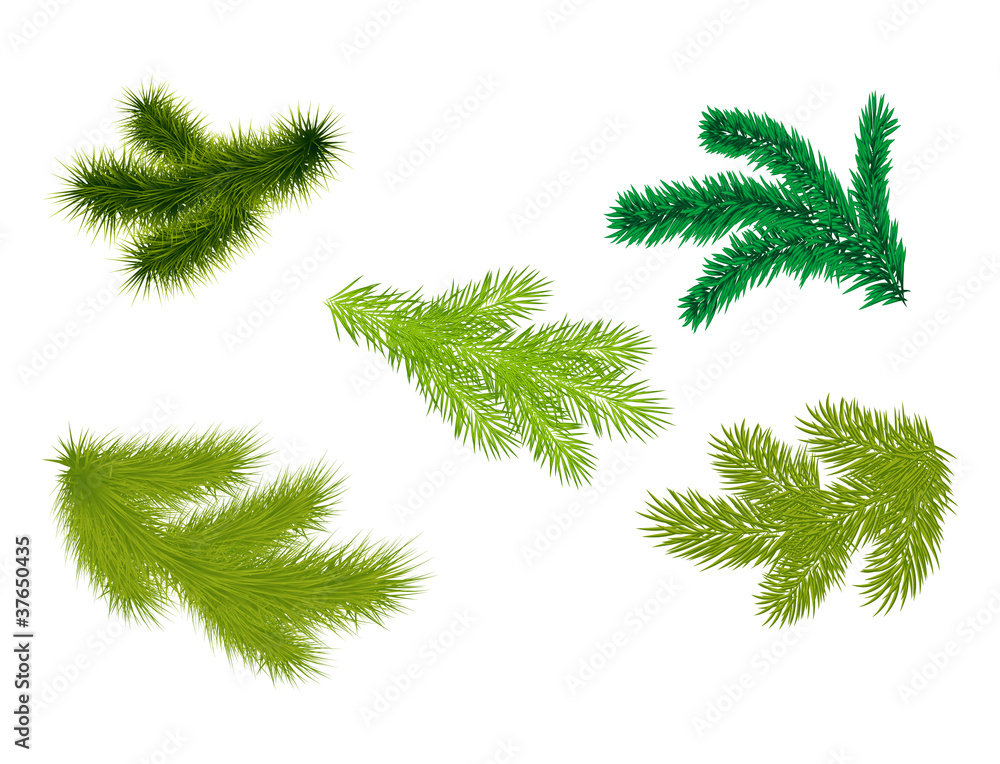 Fir branches Fir branches