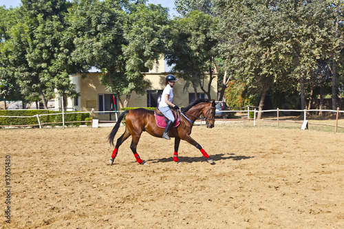 female rider trains the horse in the riding course
