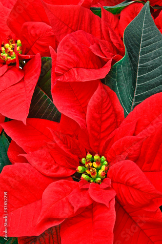 Red Poinsettia.