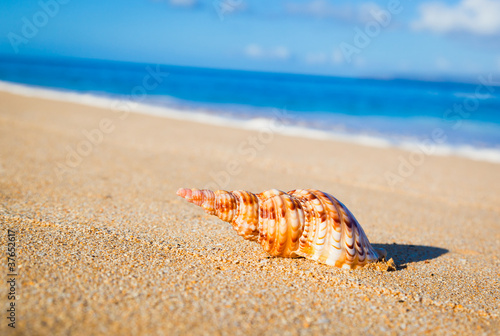 Sea Shell on Exotic Beach