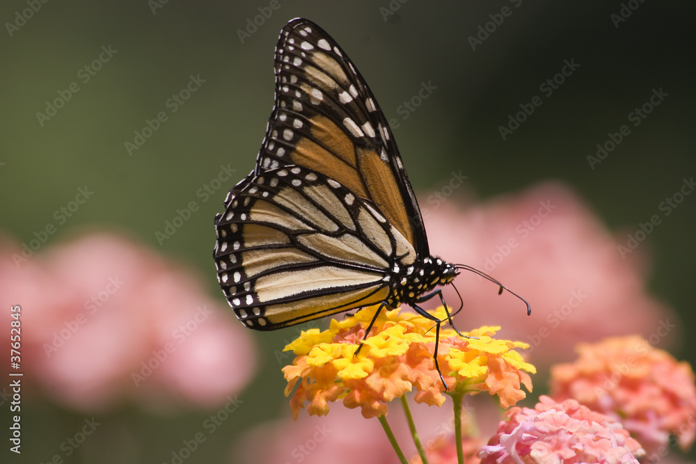 Butterfly on Lantana Butterfly on Lantana