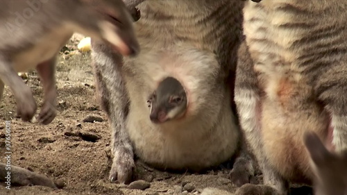 Mom and baby kangaroo