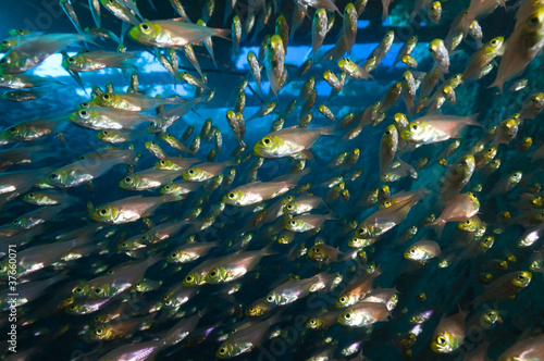 School of glassfish. photo