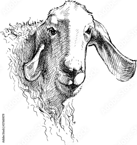 Sheep