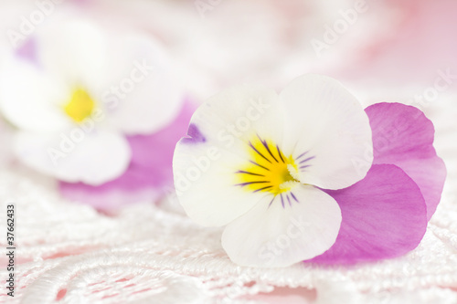 Pansies in white with pink