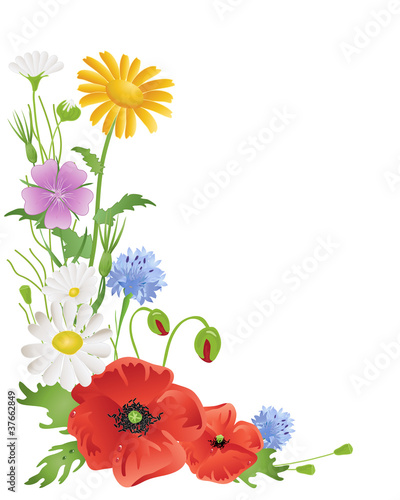 Fototapeta Naklejka Na Ścianę i Meble -  annual wildflowers