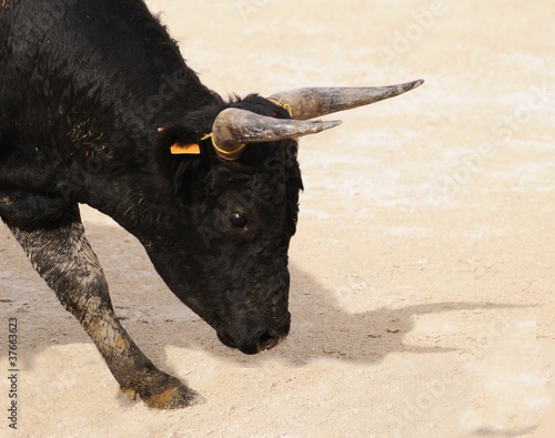 Portrait of a young black bull preparing to charge photo