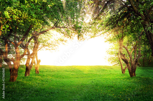 Sun shining through arc of trees © strixcode