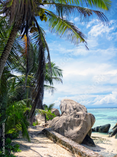 Sea and coconut palm