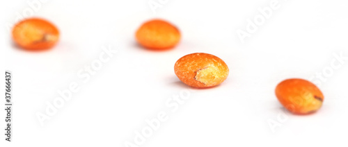 Lentil with selective focus over white background