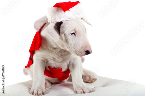 Bullterrier puppy in Santa suit over white