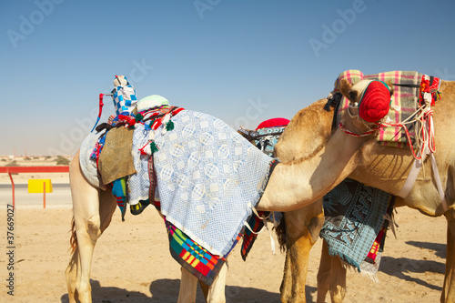 Robot camel racing