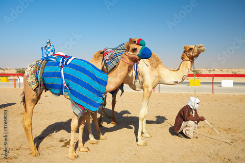 Robot camel racing