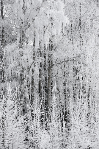 Trees in rime frost