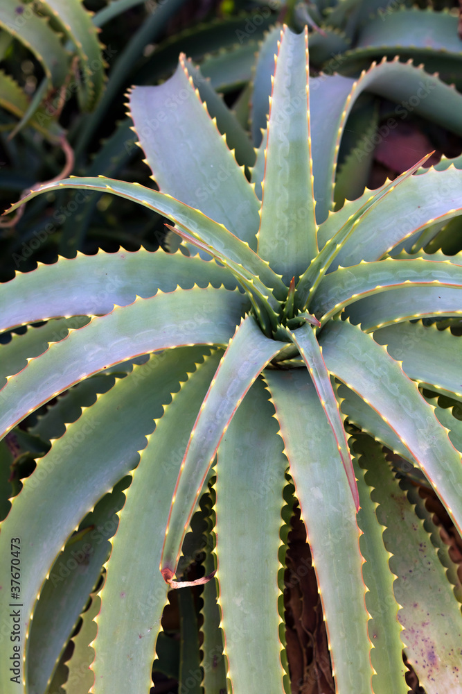 Aloe Vera,Kaktus auf Lanzarote,Spanien Aloe Vera,Kaktus auf Lanzarote,Spanien