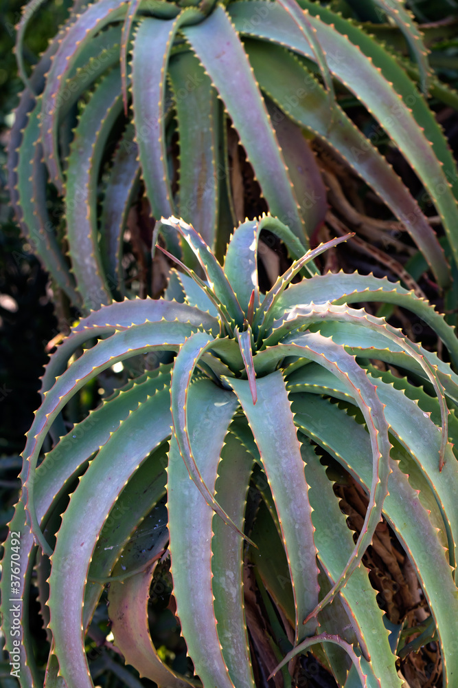 Aloe Vera,Kaktus auf Lanzarote,Spanien Stock Photo | Adobe Stock